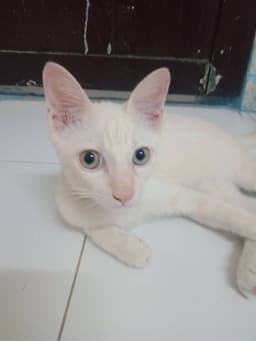 Thep Wira