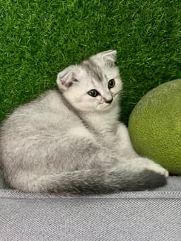PAW