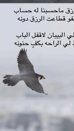 منصور انس