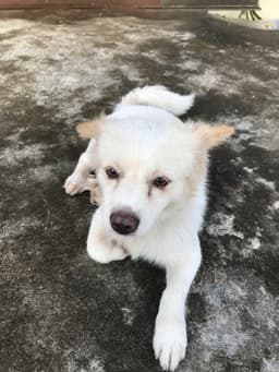 Milo