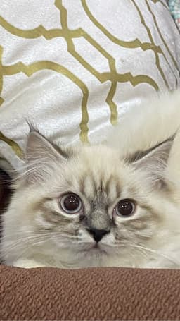 ahmad